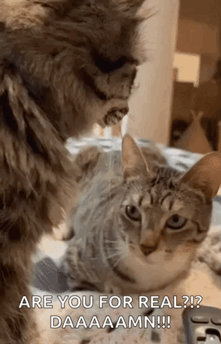 Two Cats Are Standing Next To Each Other On A Bed And One Of Them Is Saying Are You For Real ? Daaaamm !!! GIF