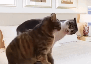 Two Cats Are Standing Next To Each Other On A Bed With A Lamp In The Background GIF