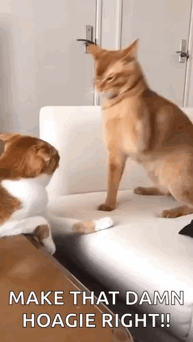 Two Cats Are Standing Next To Each Other On A Couch And One Of Them Says `` Make That Damn Hoagie Right ! '' GIF