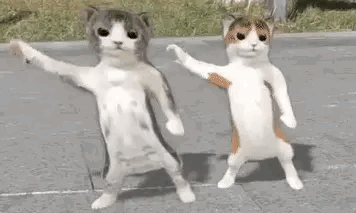 Two Cats Are Standing Next To Each Other On The Side Of A Road . GIF