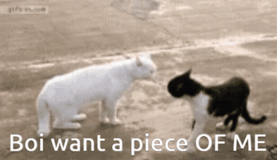 Two Cats Are Standing Next To Each Other With The Words Boi Want A Piece Of Me Below Them GIF