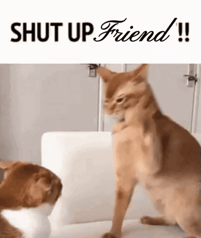Two Cats Are Standing Next To Each Other With The Words " Shut Up Friend " Above Them GIF