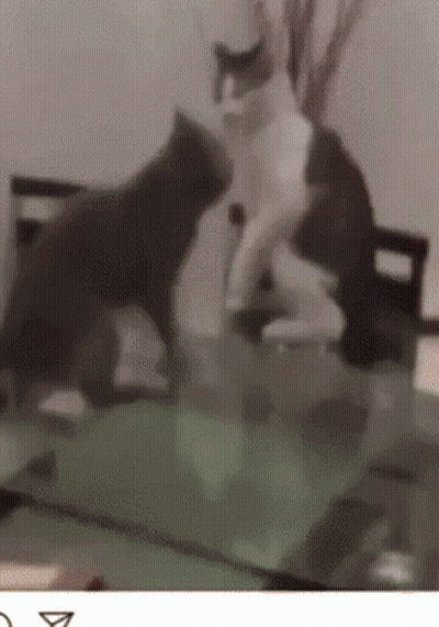 Two Cats Are Standing On A Glass Table And One Of Them Is Black And White GIF