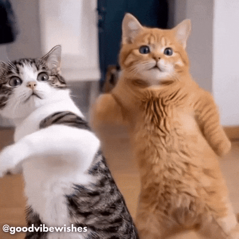 Two Cats Are Standing On Their Hind Legs And Looking At The Camera GIF