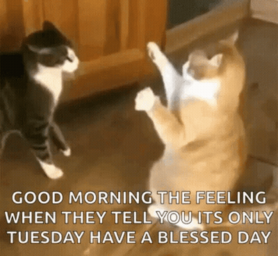 Two Cats Are Standing On Their Hind Legs In A Kitchen And They Are Dancing . GIF