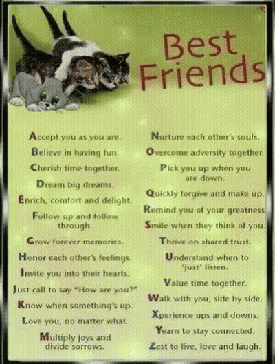Two Cats Best Friends Poster GIF