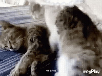 Two Cats Blowing Smoke On Bed GIF