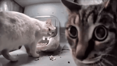 Two Cats Eating From Bowl GIF