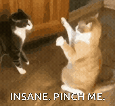 Two Cats Fighting Insane Pinch Me GIF