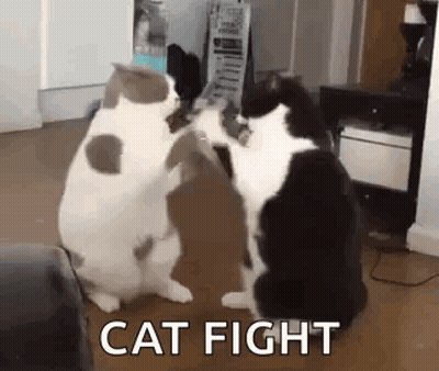 Two Cats Fighting GIF