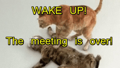 Two Cats Fighting With Wake Up The Meeting Is Over GIF