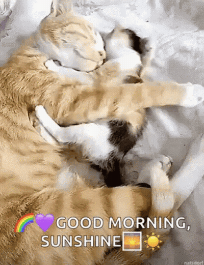 Two Cats Hugging Bed Good Morning Sunshine GIF