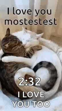 Two Cats Hugging Each Other In The Shape Of A Heart . GIF