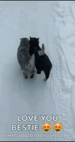 Two Cats Hugging Each Other In The Snow On A Snowy Road . GIF
