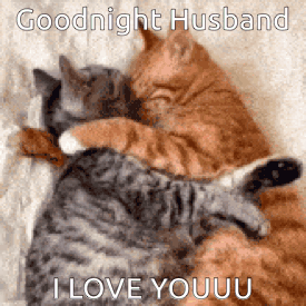 Two Cats Hugging Each Other On A Bed With The Words `` Goodnight Husband I Love Youuu '' GIF