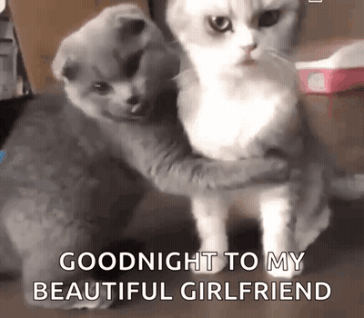 Two Cats Hugging Each Other With The Words " Goodnight To My Beautiful Girlfriend " Written On The Bottom GIF