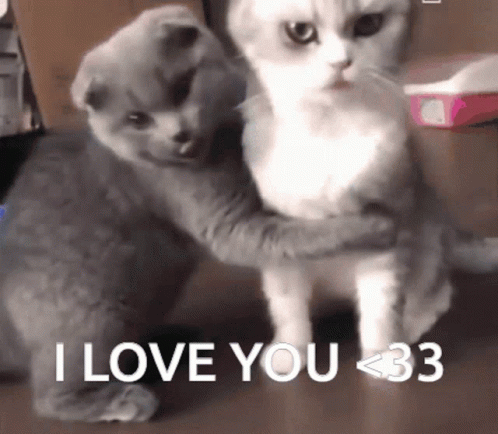 Two Cats Hugging Each Other With The Words " I Love You < 33 " On The Bottom GIF