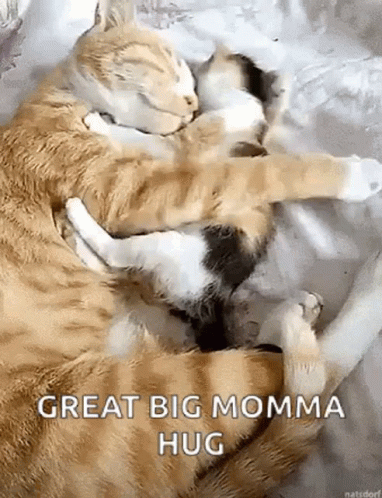 Two Cats Hugging Great Big Momma Hug GIF