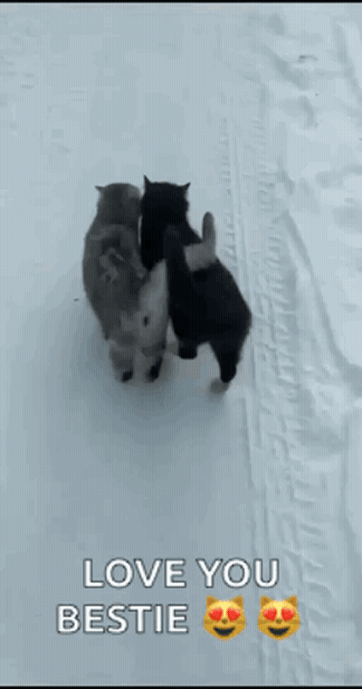 Two Cats Hugging In Snow Love You Bestie GIF
