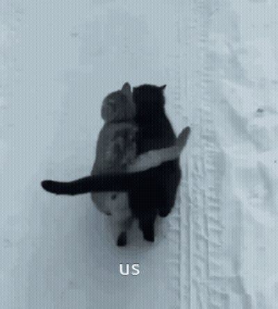 Two Cats Hugging In Snow GIF