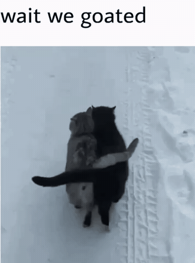Two Cats Hugging In Snow Saying Wait We Goated GIF