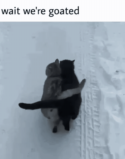 Two Cats Hugging In Snow Saying Wait We're Goated GIF