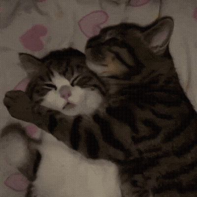 Two Cats Hugging On Bed GIF