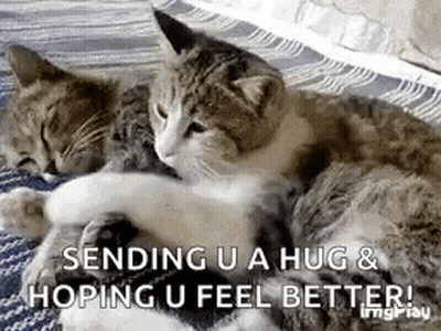 Two Cats Hugging On Blanket GIF