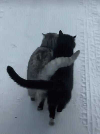 Two Cats Hugging On Snowy Road GIF