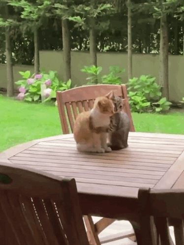 Two Cats Hugging GIF