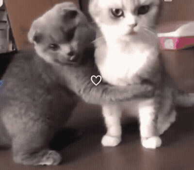 Two Cats Hugging With Heart GIF