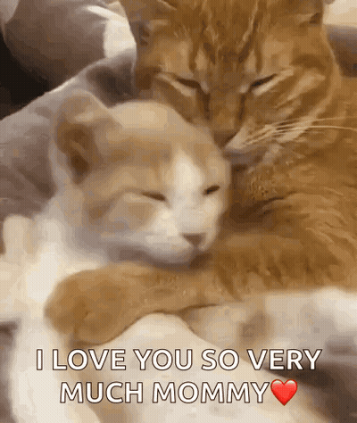Two Cats Hugging With I Love You Mommy GIF