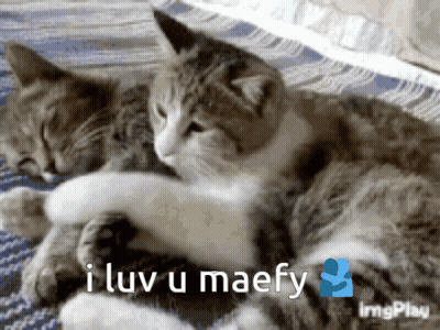 Two Cats Hugging With I Luv U Maefy GIF