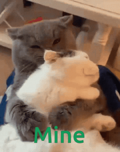 Two Cats Hugging With Mine Text GIF