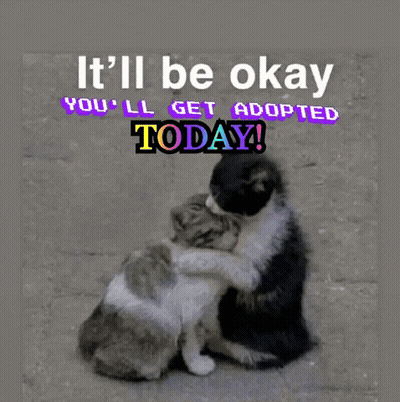 Two Cats Hugging With The Words " It 'Ll Be Okay You 'Ll Get Adopted Today " Above Them GIF