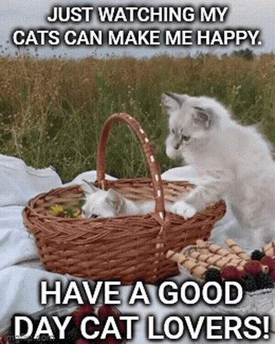 Two Cats In A Basket Just Watching My Cats Can Make Me Happy GIF
