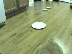 Two Cats In A Cat Fight GIF
