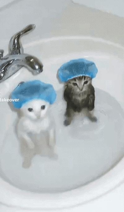 Two Cats In Blue Shower Caps Bathing In Sink GIF