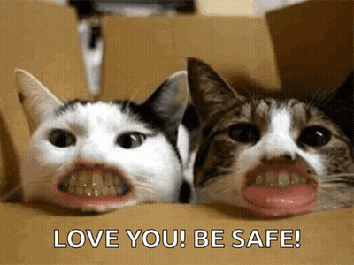 Two Cats In Box Saying Love You Be Safe GIF