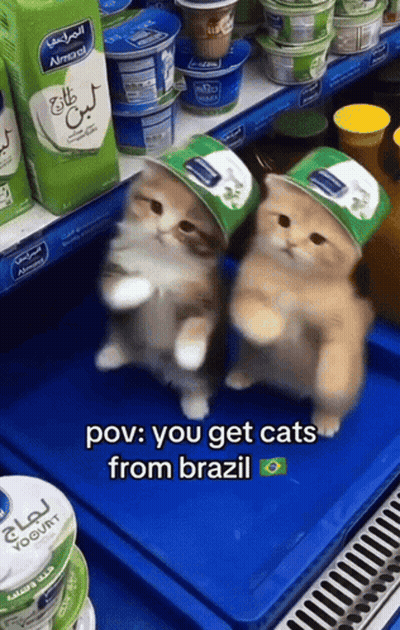 Two Cats In Hats POV You Get Cats From Brazil GIF