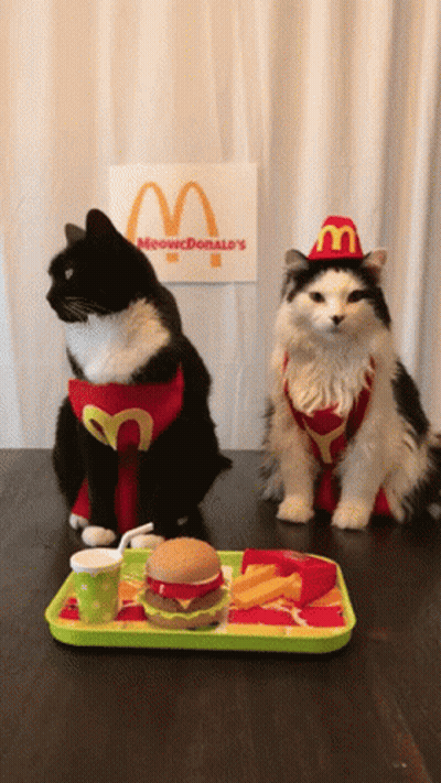 Two Cats In McDonald's Costumes With Food Tray GIF