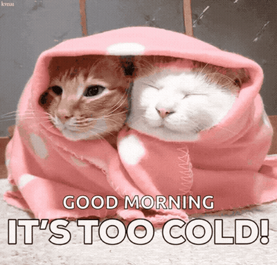 Two Cats In Pink Blanket Good Morning Too Cold GIF