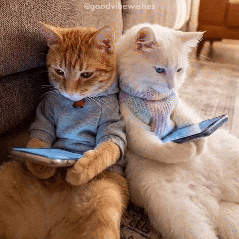 Two Cats In Scarves Looking At Phones GIF