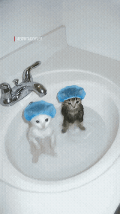 Two Cats In Sink With Shower Caps GIF