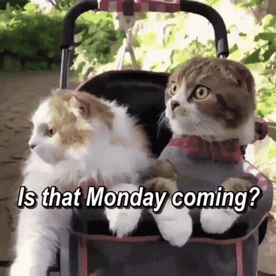 Two Cats In Stroller Is That Monday Coming GIF