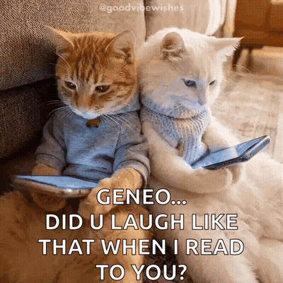 Two Cats In Sweaters Sitting Together GIF
