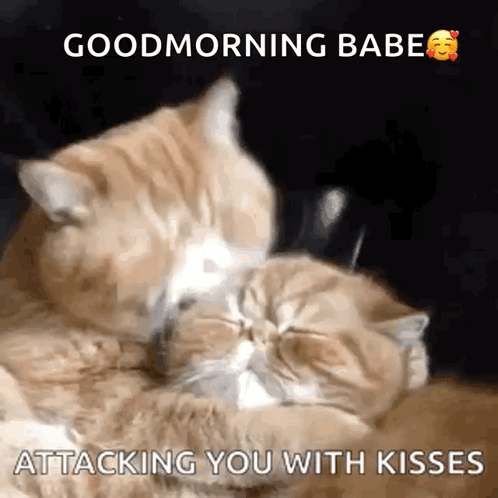 Two Cats Kissing Each Other With The Words Good Morning Babe Attacking You With Kisses On The Bottom GIF