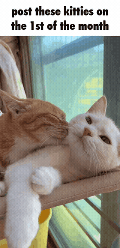 Two Cats Kissing GIF