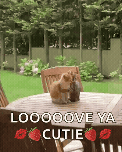 Two Cats Kissing Loooove Ya Cutie GIF