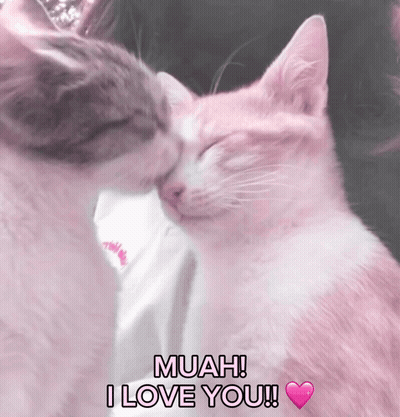 Two Cats Kissing Muah I Love You GIF